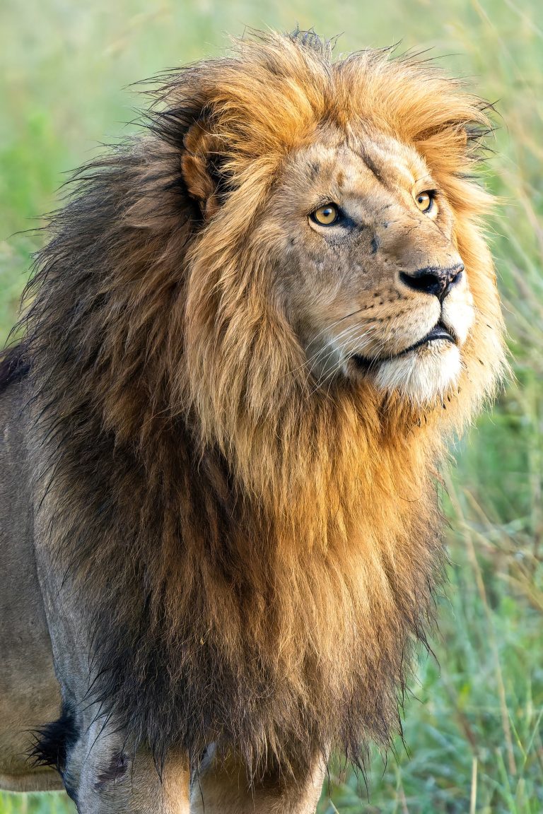 _DSC4502-ARW_DxO_DeepPRIME-DeNoiseAI-severe-noise